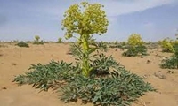 کشت گیاه دارویی آنغوزه در قالب طرح پایداری تولید در دیمزارهای سرولایت نیشابور
